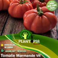 Sachet de graines & semences de tomate Marmande VR - Plantopia Maroc