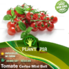 Sachet de graines & semences de tomate cerise cherry mini bell - Plantopia Maroc