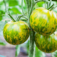 Sachet de grdines de tomates vertes Green zebra tigre à Casablanca Marrakech Agadir Essaouira Rabat