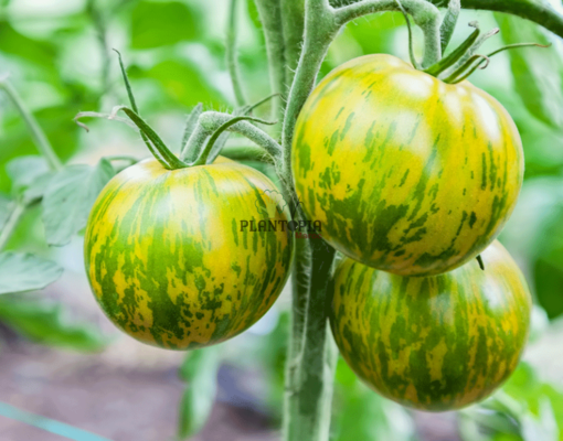 Sachet de grdines de tomates vertes Green zebra tigre à Casablanca Marrakech Agadir Essaouira Rabat