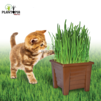 Santé chatons Plantopia Maroc - Sachet de graines herbe pour chat Marrakech Laayoune Dakhla Bouskoura