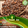 Semences de lentilles Pardina au Maroc - Semis culture graines de lentilles Pardina Plantopia Maroc
