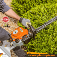 Taille haie Thermise sur Perche vente au Maroc 45 - 60 cm 1CV par Plantopia Maroc au meilleur prix