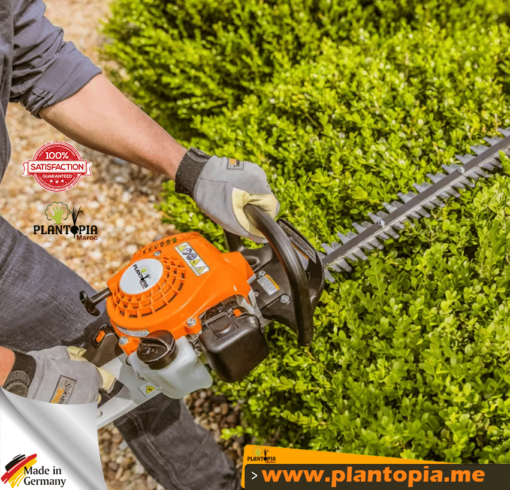 Taille haie Thermise sur Perche vente au Maroc 45 - 60 cm 1CV par Plantopia Maroc au meilleur prix