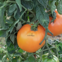 Tomate Orange Queen au Maroc - Graines et semences de tomates anciennes au Maroc