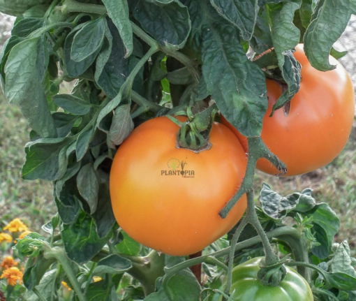 Tomate Orange Queen au Maroc - Graines et semences de tomates anciennes au Maroc