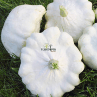 Citrouille Blanche au Maroc