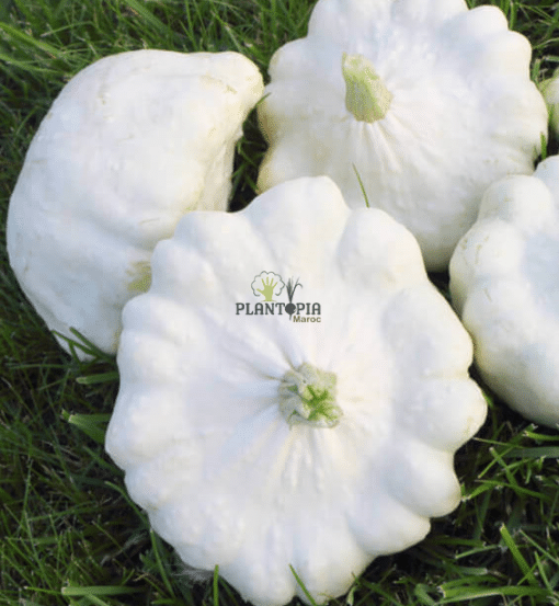 Citrouille Blanche au Maroc