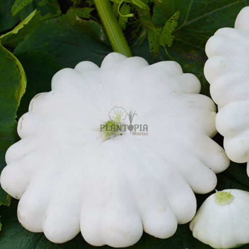Graines de citrouille au Maroc - Semences de potiron au Maroc - Graines de courge