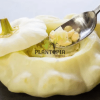 Recette citrouille banche patison peter pan au Maroc