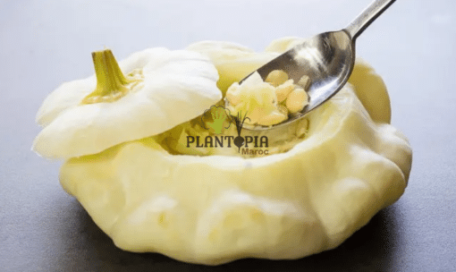 Recette citrouille banche patison peter pan au Maroc