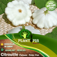 Semence potagères de citrouille - Graines de citrouille blanche Patison Peter Pan par Plantoia Maroc