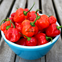 Piment Habanero rouge en vente au Maroc - Granes & semences de piment Habanero Plantopia Maroc