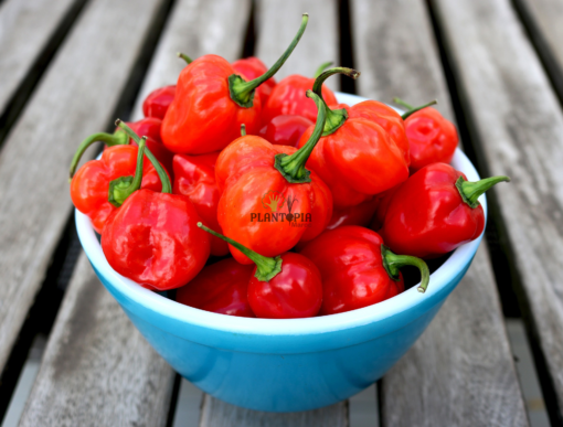 Piment Habanero rouge en vente au Maroc - Granes & semences de piment Habanero Plantopia Maroc