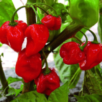 Plant de piment habanero rouge au MArc - Graines de piment Habanero à Casablanca Rabat Marrakech Agadir