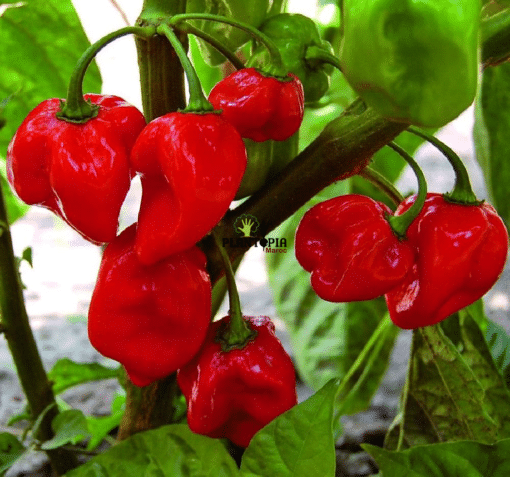 Plant de piment habanero rouge au MArc - Graines de piment Habanero à Casablanca Rabat Marrakech Agadir