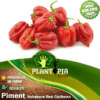 Sachet de graines et semences de piment habanro rouge caraibes au Maroc - Graines habanero red carribean Plantopia Maroc