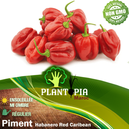 Sachet de graines et semences de piment habanro rouge caraibes au Maroc - Graines habanero red carribean Plantopia Maroc