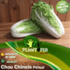 Graines et semences de chou chinois petsai chez Plantopia Maroc