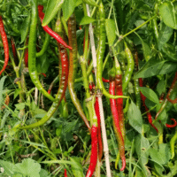 Graines et semences de piment Guindilla au Maroc - Plantopia - Graines de piment chili