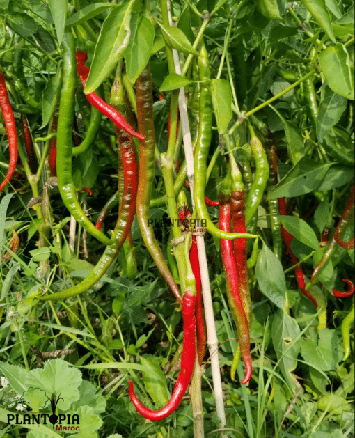 Graines et semences de piment Guindilla au Maroc - Plantopia - Graines de piment chili