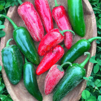 Graines et semences de piment Jalapeno au Maroc - Plantopia
