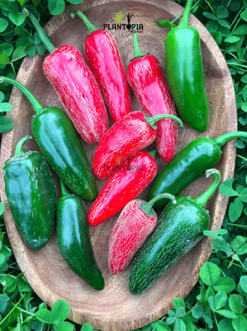 Graines et semences de piment Jalapeno au Maroc - Plantopia