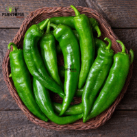 Graines et semences de piment fort Anaheim au Maroc - Plantopia