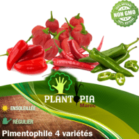 Pack graines de 4 varietes de piment piquant fort par Plantopia Maroc