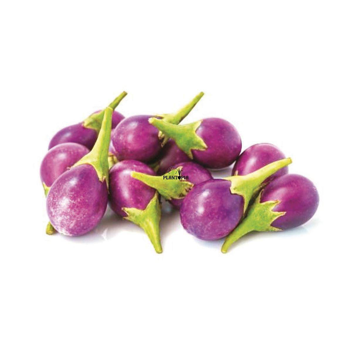 بذور باذنجان دائري مكور ارجواني وردي في المغرب - Graines naturelles Aubergine ronde rose Plantopia