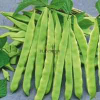 بذور عضوية لنبات الفاصولياء لوبيا للزراعة في المنزل في المغرب - Semences bio haricot Helda Plantopia