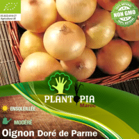 Graine & Semences certifiees BIO AB d'oignon jaune doré de Parme - Plantopia Maroc