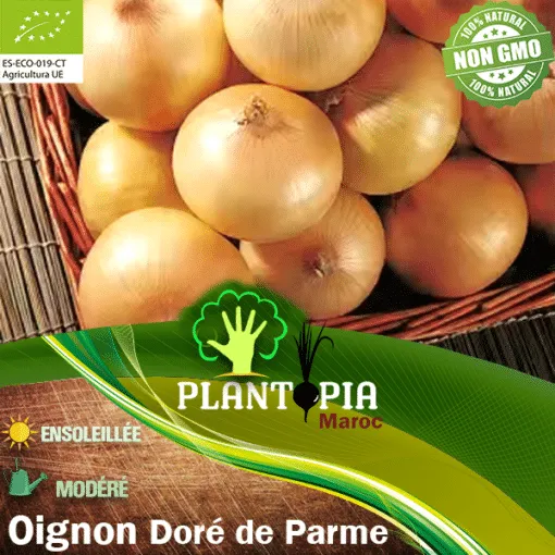 Graine & Semences certifiees BIO AB d'oignon jaune doré de Parme - Plantopia Maroc