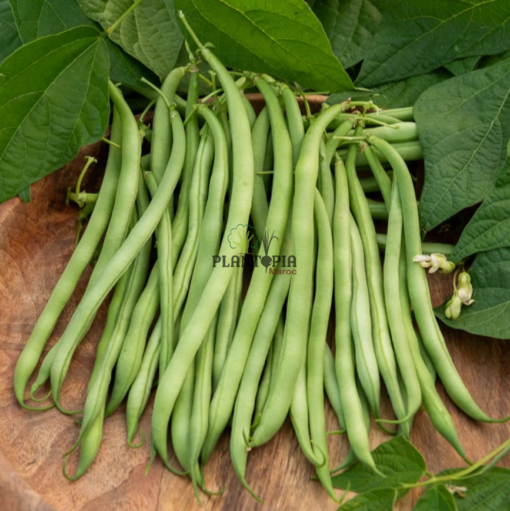 Graines BIO semences BIO haricot noir BIO par Plantopia Maroc