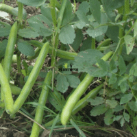 Graines bio de fève au Maroc - Graines et semences Bio de Plantopia Maroc - Fève Aguadulce