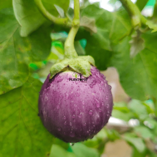 Graines et Semences aubergine ronde rose à Casablanca Marrakech Fes Meknes Tanger Agadir Rabat