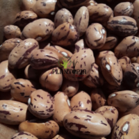 Graines et semences Haricot rouge buenos aires BIO à Casablanca Marrakech Rabat Bouskoura Dar Bouazza