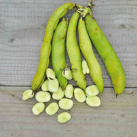 Graines et semences biologiques de feve à logue cosse au Maroc - Graines et semences bio de feve Aguadulce