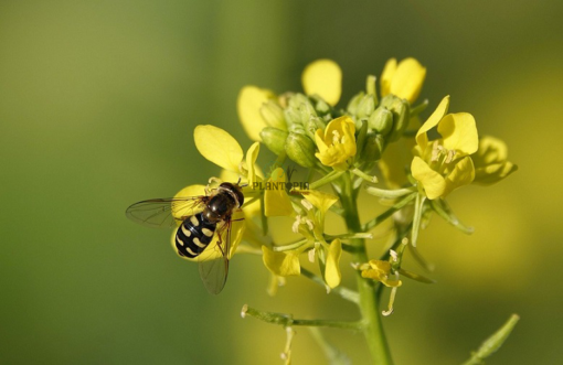 Graines et semences de plantes pelliferes au MAroc - Semences moutarde Plantopia Maroc