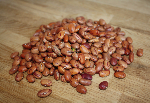 Graines haricot rouge BIO Buenos Aires - بذور زراعة لوبيا حمراء في المغرب بذور زراعية فاصولياء بيونس ايريس
