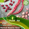 Graines & semences BIO haricot rouge à rames Buenos Aires - Plantopia Maroc