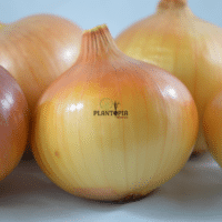 Graines & semences biologiques d'oignon italien doré jaune de Parme à Casablanca Rabat Marrakech Tanger