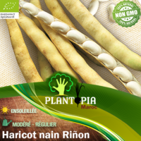 Graines & semences haricot nain Riñon - Semences bio haricot nain par Plantopia Maroc