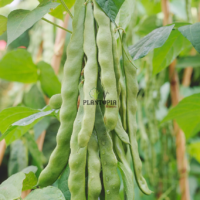 Haricot bio à rames variété Helda au Maroc - emences haricot helda biologique par Plantopia Maroc