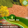 Sachet de Graines et semnces de moutarde blanche par Plantopia Maroc