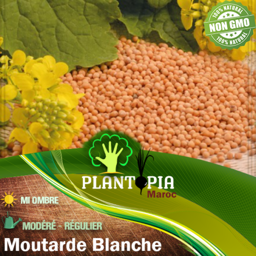 Sachet de Graines et semnces de moutarde blanche par Plantopia Maroc