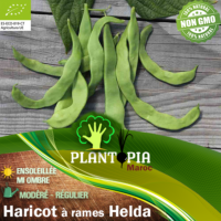 Sachet de graines BIO & semences organiues Haricot à rames Helda - Plantopia Maroc