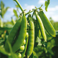 Sachet de graines bio au Maroc - Semences biologiques d epois cultivé à rames Alderman chez Plantopia