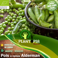 Sachet de graines et semences BIOlo de pois à rames Alderman Roi des Halles - Plantopia Maroc