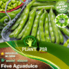 Sachet de graines et semences bio de fève Aguadulce par Plantopia Maroc
